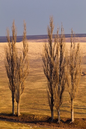 Landscape with a group of poplar (populus) trees on a meadowの写真素材