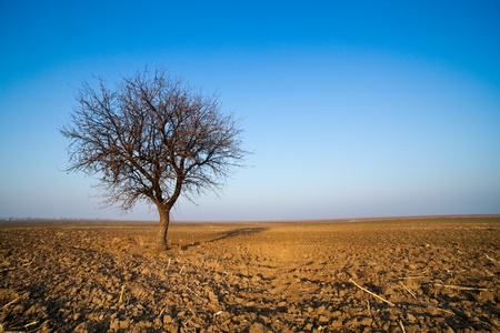 Single hornbeam tree in a plow land under blue skyの写真素材