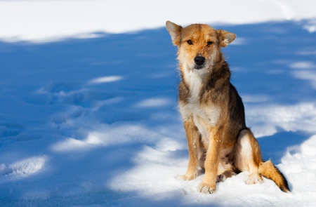 Portrait of a stray dog in the snow