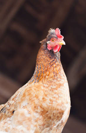 Closeup portrait of a chicken in the roostの写真素材