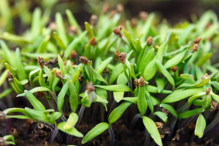 Closeup of tomato seedlings in the soilの写真素材