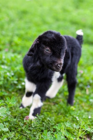 Portrait of a new born baby goat standing in a grass field
の写真素材