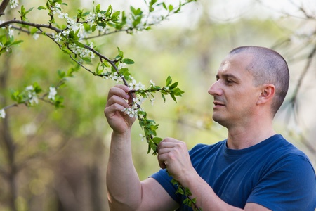 Portrait of an agronomist examining cherry tree flowers with selective focus