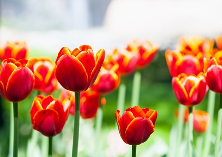 Closeup of red tulips outdoorの写真素材