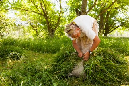 Old lady piling up fresh mowed grass as food for animalsの写真素材
