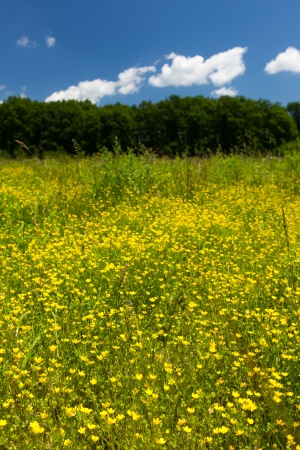 Field of small celandine (Ficaria Ranunculoides) near the forestの写真素材