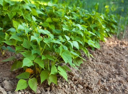 Broad beans plant in the gardenの写真素材