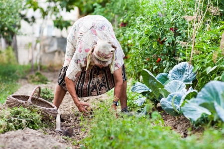 Old rural woman weeding in her garden with a hoeの写真素材