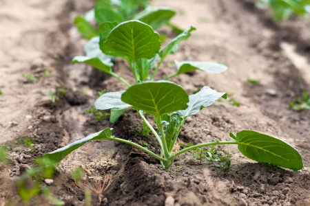 Closeup of a row of cabbage seedlings on the groundの写真素材