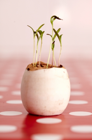 Closeup with selective focus of pepper seedlings in a nurseryの写真素材