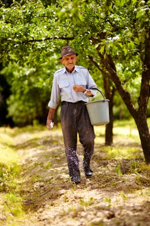 Senior farmer doing seasonal work, spreading fertilizer in a plum trees orchardの写真素材