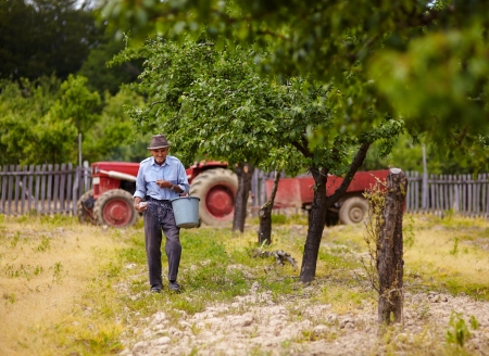 Senior farmer doing seasonal work, spreading fertilizer in a plum trees orchard