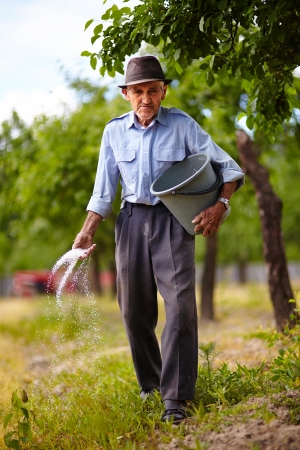 Senior farmer doing seasonal work, spreading fertilizer in a plum trees orchardの写真素材