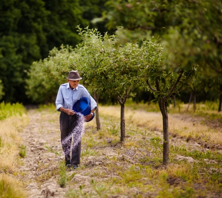 Senior farmer doing seasonal work, spreading fertilizer in a plum trees orchardの写真素材