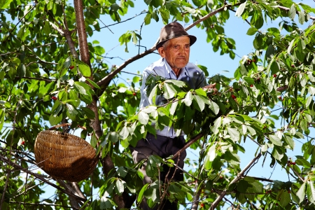Senior farmer climbed up in a cherry tree picking cherries in a thatched basket