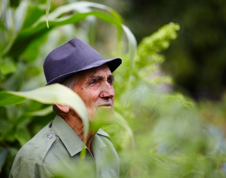 Candid portrait of an expressive senior farmer in hat outdoor in a corn fieldの写真素材