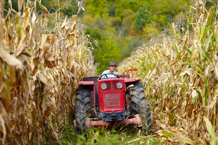 Old farmer driving the tractor in the cornfield at the corn harvestの写真素材