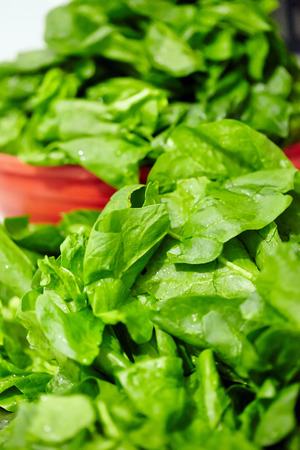 Closeup of a pile of fresh green spinach leaves