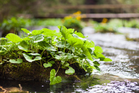 Closeup of burdocks nearby a flowing river with selective focusの写真素材