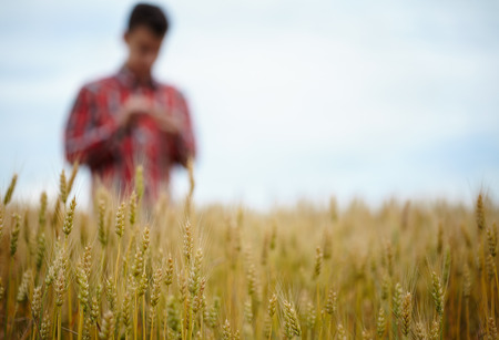 Closeup of a caucasian teenager boy standing in a wheat field, with selective focusの写真素材