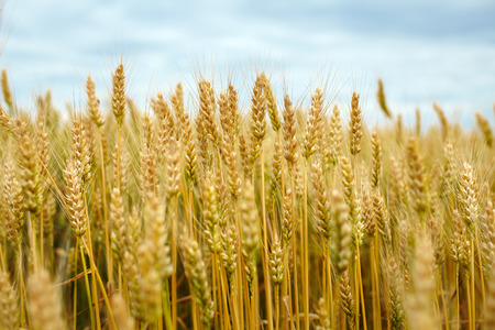 Landscape with a ripe wheat field with selective focusの写真素材