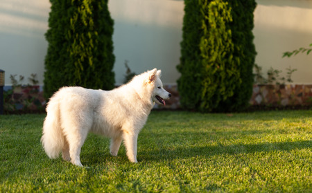 Beautiful healthy samoyed dog on the grassの写真素材