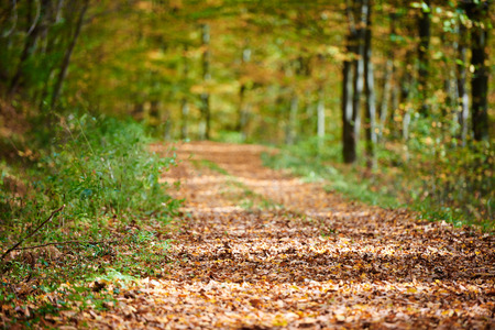 Park alley with selective focus on the nearby leaves