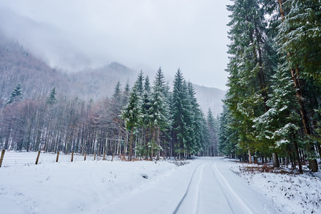 Landscape with snowy road in the winter through a pine forest