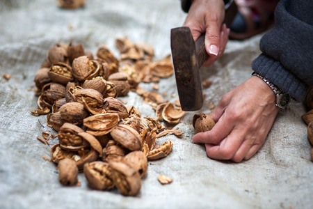 Woman farmer crushing walnuts with a hammer outdoor
