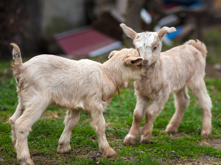 Cute baby goats playing on a pastureの写真素材