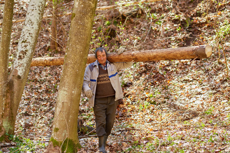 Strong senior woodcutter carrying a log on his shoulder