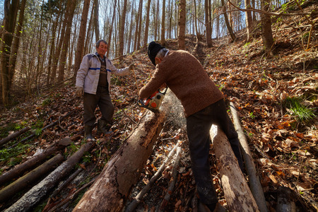 Senior farmers woodcutters cutting down trees for timber or firewood