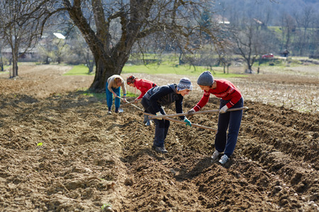 People sowing potato tubers into the plowed soilの写真素材