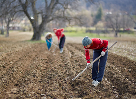 People sowing potato tubers into the plowed soilの写真素材