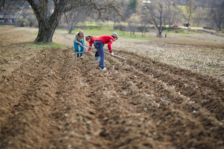 People sowing potato tubers into the plowed soilの写真素材