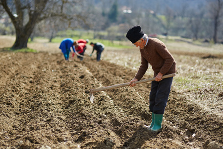 People sowing potato tubers into the plowed soilの写真素材