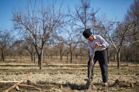 Senior man digging a hole to plant a plum tree in an orchard on springtimeの写真素材