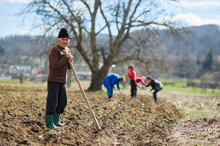 People sowing potato tubers into the plowed soilの写真素材
