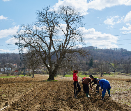 People sowing potato tubers into the plowed soilの写真素材