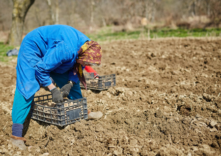 People sowing potato tubers into the plowed soilの写真素材