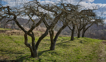A row of old apple trees in an orchard on springtime