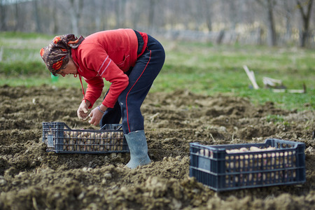 Peasant woman cultivating potatoes on a fresh plowed fieldの写真素材