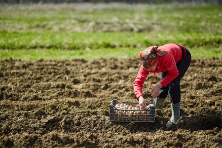 Peasant woman cultivating potatoes on a fresh plowed fieldの写真素材