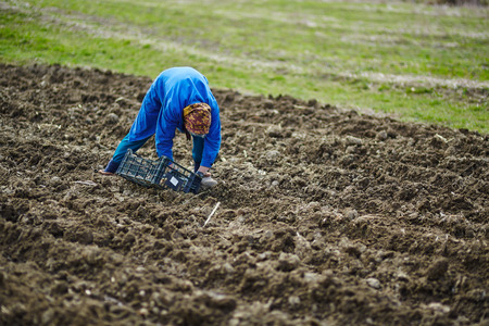 Peasant woman cultivating potatoes on a fresh plowed fieldの写真素材