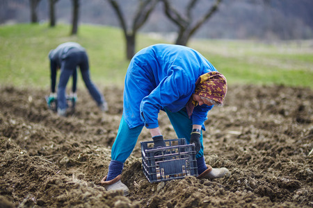 Family of peasants cultivating potatoes on a fresh plowed fieldの写真素材