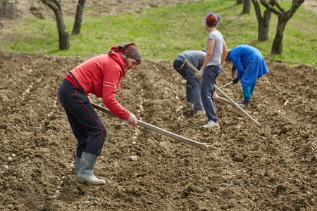 Family of peasants cultivating potatoes on a fresh plowed fieldの写真素材