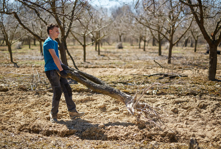 Teenager boy carrying an uprooted tree from the orchard, spring cleaning activityの写真素材