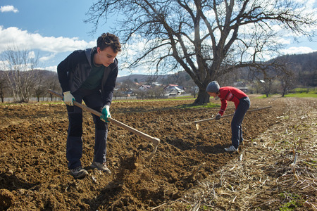 Family of peasants covering the rows of cultivated potatoesの写真素材