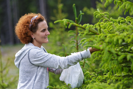 Mature woman picking fir buds in the mountain woods