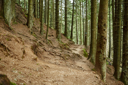 Mountain trail through an old fir forestの写真素材